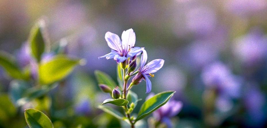 gentian supplementation