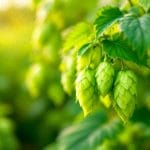 hops supplementation