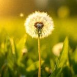 dandelion energy supplementation 3